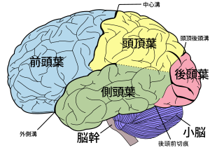 300px-Brain_diagram_ja.svg
